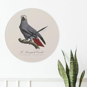 African grey parrot, Psittacus erithacus, vintage Large Clock