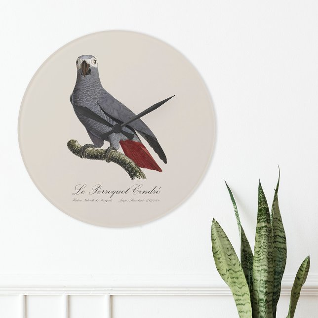 African grey parrot, Psittacus erithacus, vintage Large Clock (Le Perroquet Cendre - 19th century illustration. Large Clock)