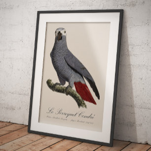 African grey parrot, Psittacus erithacus, vintage Photo Print