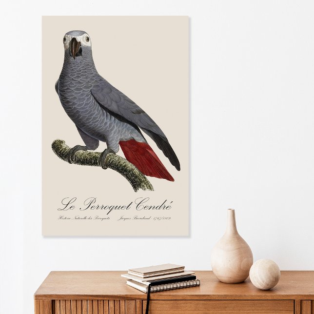 African grey parrot, Psittacus erithacus, vintage Poster (Le Perroquet Cendre - 19th century illustration. Poster)