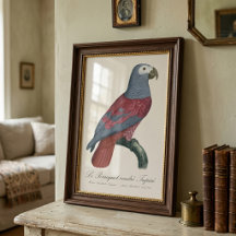 African Grey Parrot Red Factor Psittacus Erithacus