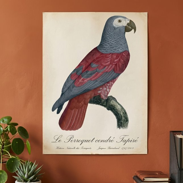 African Grey Parrot Red Factor Psittacus Erithacus Poster (African Grey Parrot Red Factor Psittacus Erithacus. Poster)