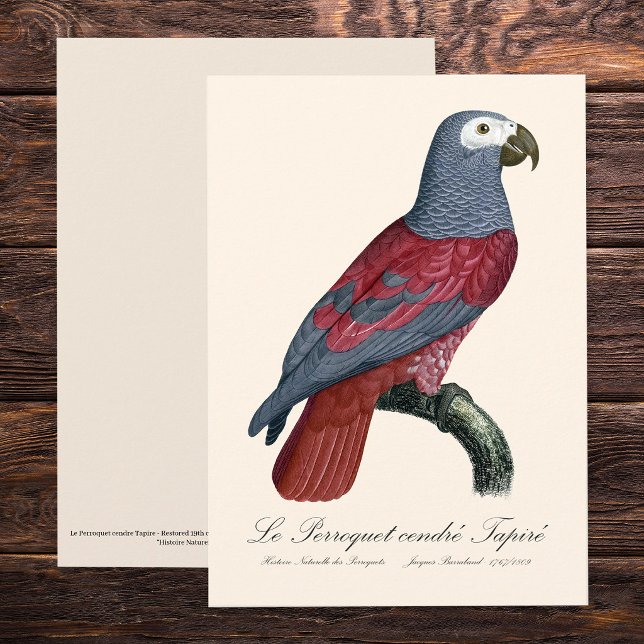 African Grey Parrot Red Factor Psittacus Erithacus Thank You Card (African Grey Parrot Red Factor Psittacus Erithacus. Thank You Card )
