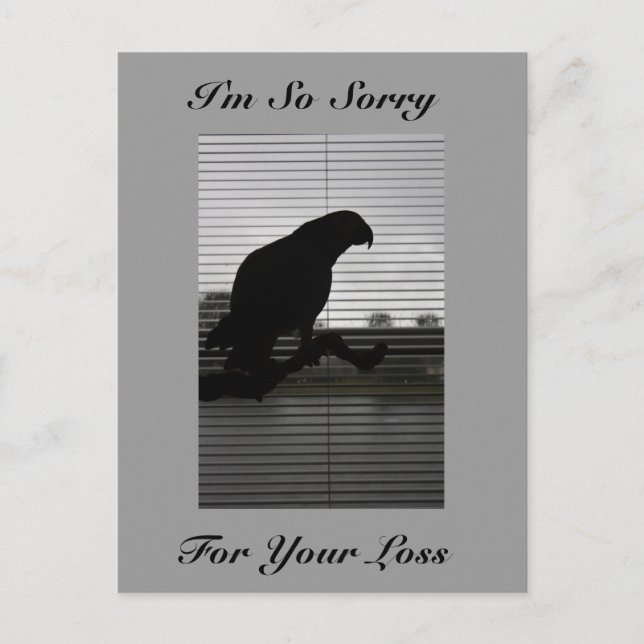 African Grey Parrot Silhouette Sympathy Postcard (Front)