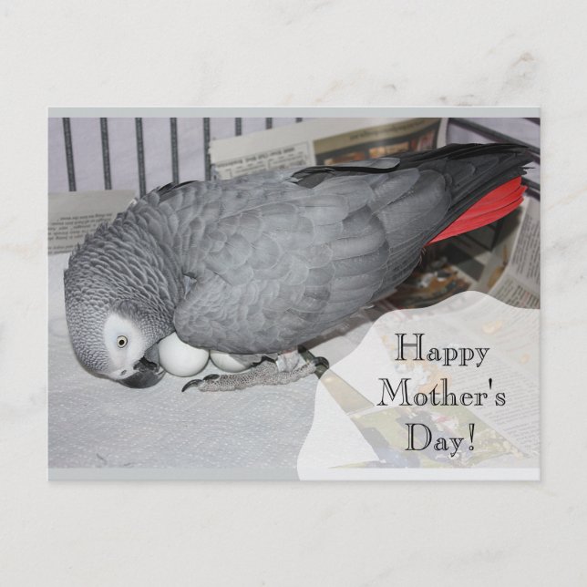African Grey Parrot Sitting on Eggs Postcard (Front)