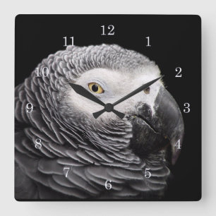 African Grey Parrot Square Wall Clock