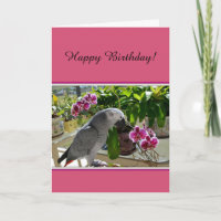 African Grey Parrot with Orchids