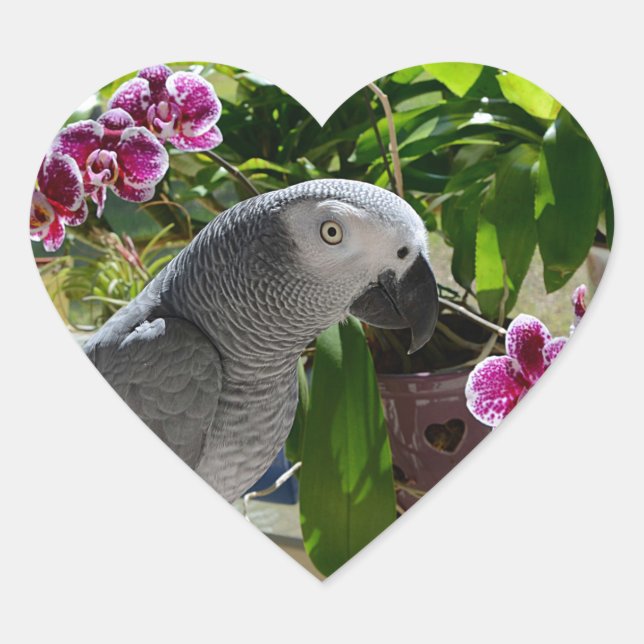 African Grey Parrot with Orchids Heart Sticker (Front)