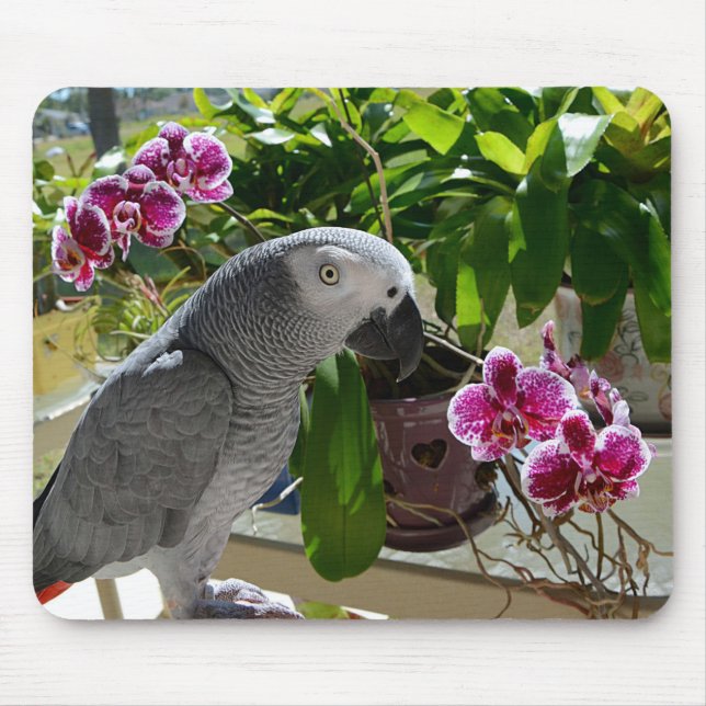 African Grey Parrot with Orchids Mouse Pad (Front)
