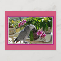 African Grey Parrot with Orchids