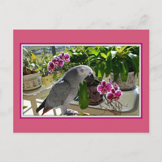 African Grey Parrot with Orchids Postcard (Front)