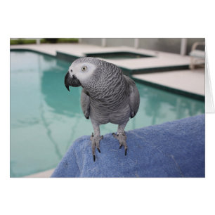 African Grey Pool Party