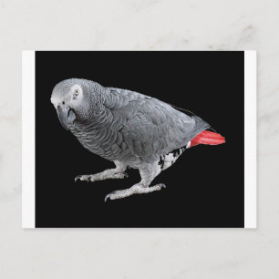 "African Grey" Postcard