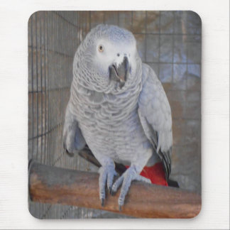 African Grey "Rudy" Mouse Pad