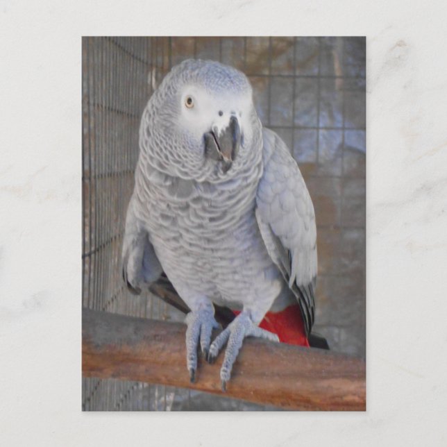 African Grey "Rudy" Postcard (Front)