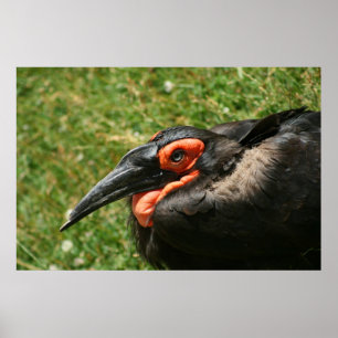 African Ground Hornbill Poster