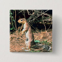 African Ground Squirrel