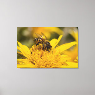 African Honey Bee With Pollen Sacs Feeding Canvas Print