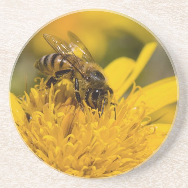 African Honey Bee With Pollen Sacs Feeding Coaster (Front)
