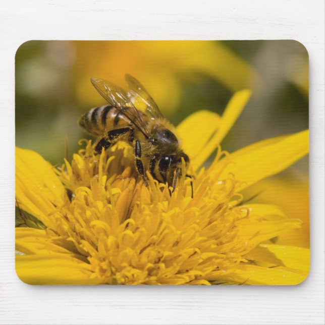 African Honey Bee With Pollen Sacs Feeding Mouse Pad (Front)