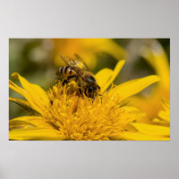 African Honey Bee With Pollen Sacs Feeding