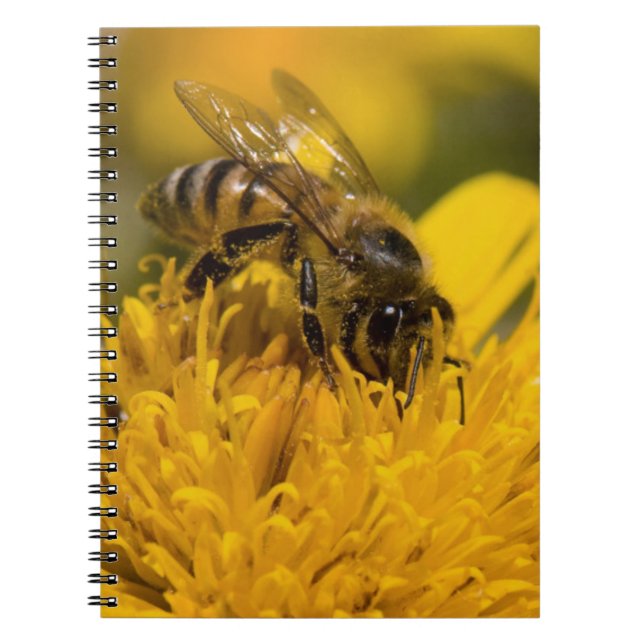 African Honey Bee With Pollen Sacs Feeding Spiral Notebook (Front)