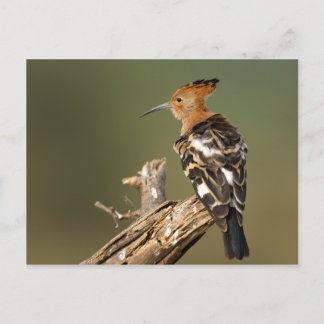 African Hoopoe Postcard