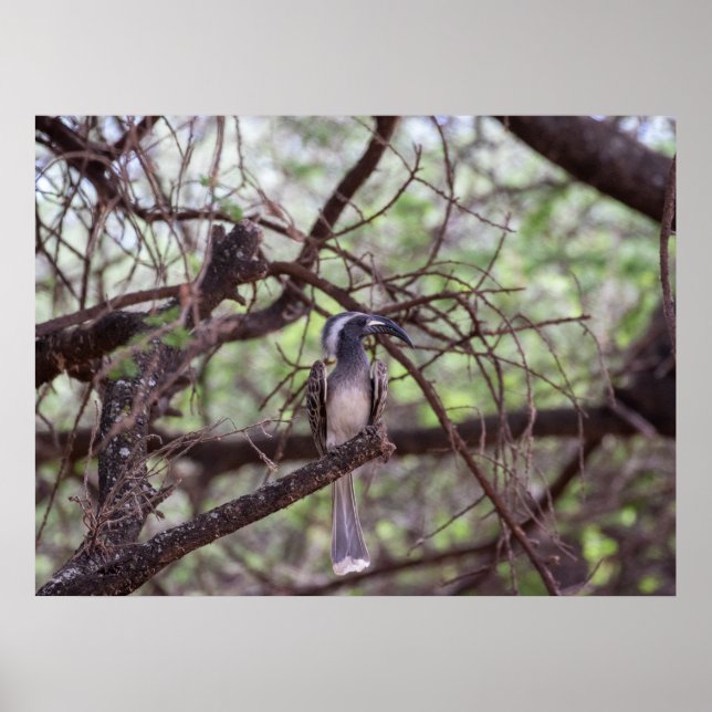 African Hornbill in the Branches Poster (Front)