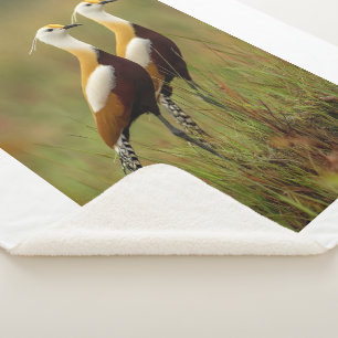 African Jacana Bird Blanket