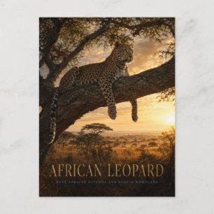 African Leopard Acacia Savanna ANIMALS Postcard