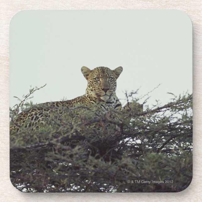 African leopard coaster (Front)