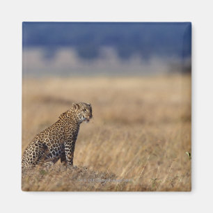 African leopard in grasslands , Kenya , Africa Magnet