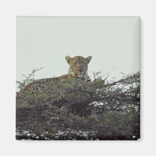 African leopard magnet