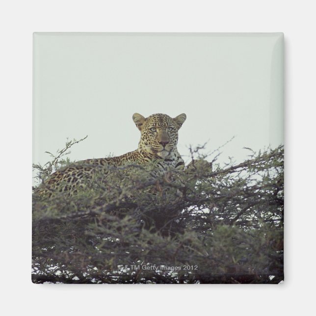 African leopard magnet (Front)