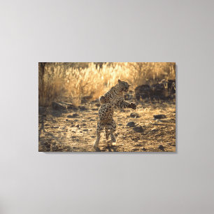 African leopard on hind legs , Namibia , Africa Canvas Print
