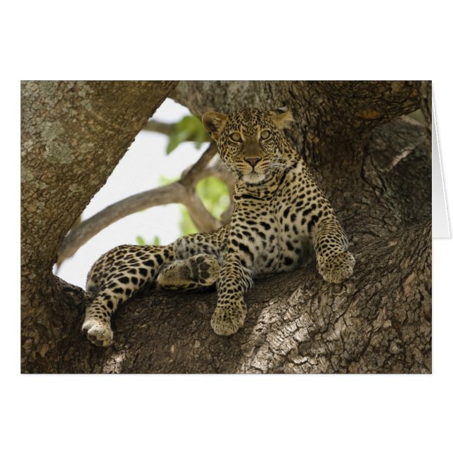 African Leopard, Panthera pardus (Front Horizontal)