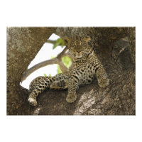 African Leopard, Panthera pardus