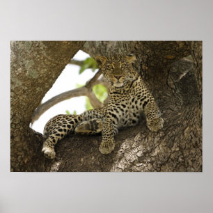 African Leopard, Panthera pardus Poster