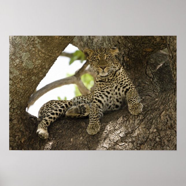 African Leopard, Panthera pardus Poster (Front)
