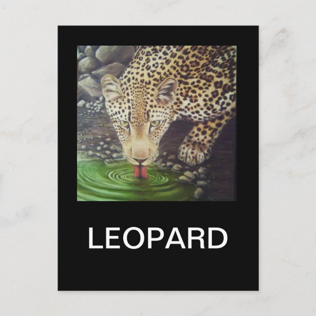 African Leopard Postcard (Front)
