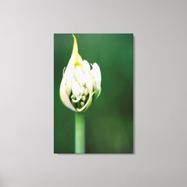 African Lily, Agapanthus Praecox, Cape Town Canvas Print (Front)