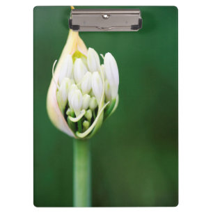 African Lily, Agapanthus Praecox, Cape Town Clipboard