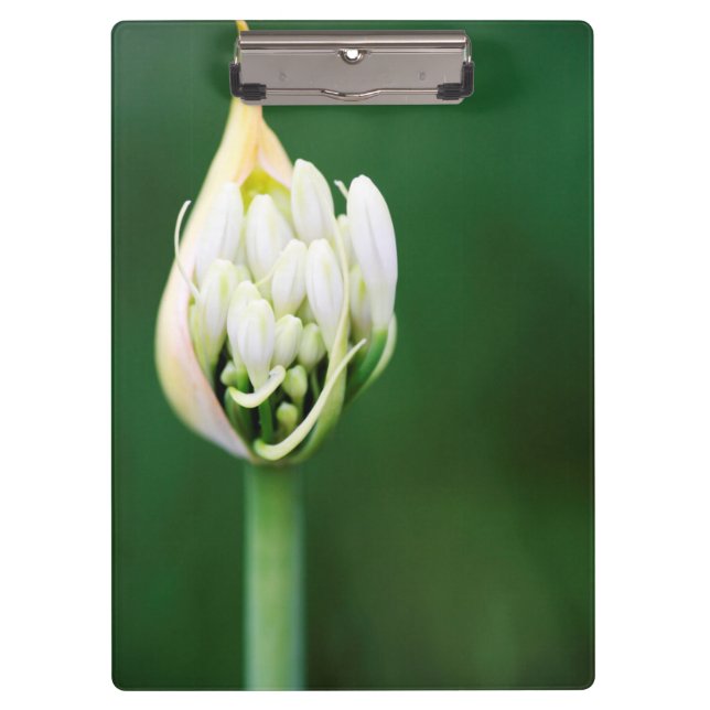 African Lily, Agapanthus Praecox, Cape Town Clipboard (Front)