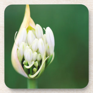 African Lily, Agapanthus Praecox, Cape Town Coaster