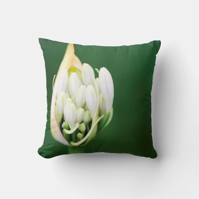 African Lily, Agapanthus Praecox, Cape Town Cushion (Front)