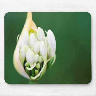 African Lily, Agapanthus Praecox, Cape Town Mouse Pad