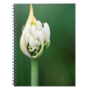 African Lily, Agapanthus Praecox, Cape Town Spiral Notebook