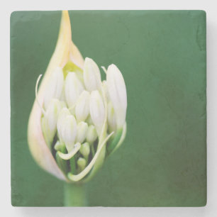 African Lily, Agapanthus Praecox, Cape Town Stone Coaster
