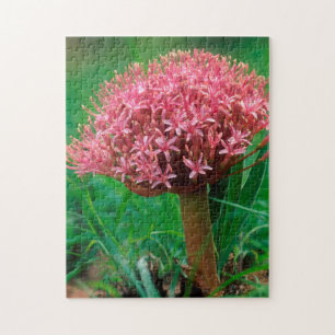 African Lily (Agapanthus Praecox), Mala Mala Jigsaw Puzzle