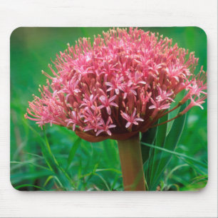 African Lily (Agapanthus Praecox), Mala Mala Mouse Pad